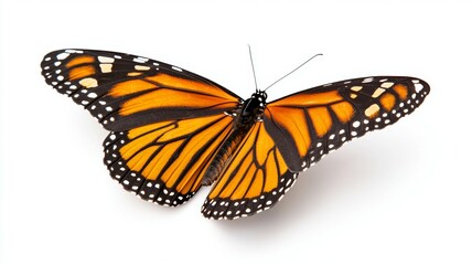 A butterfly with orange wings is on a white background