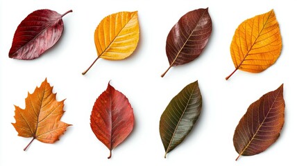 Fototapeta premium A collection of autumn leaves are shown in various stages of decay