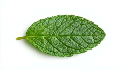 Fototapeta premium A leaf of mint is shown in its natural form