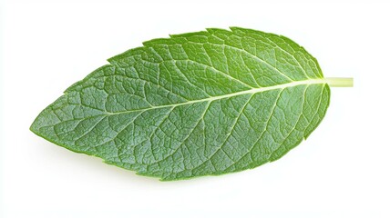 Obraz premium A leaf of a plant is shown in its natural form