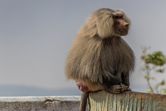 Hamadryas Baboon (Papio hamadryas) at Al Souda viewpoint, Saudi Arabia