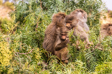 Hamadryas Baboons (Papio hamadryas) near Jabal Sawda mountain, Saudi Arabia