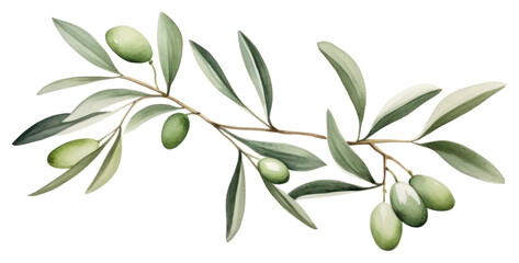 PNG Olive branch plant herbs leaf.