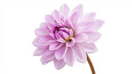 Fototapeta premium A single pink flower with a long stem