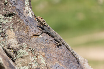The Caucasian agama (Paralaudakia caucasia) is a species of agamid lizard.