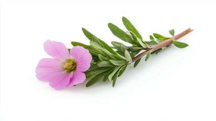 Fototapeta premium A pink flower with a green stem