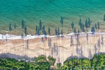 Early morning palm tree shadows on the beach in Hawaii