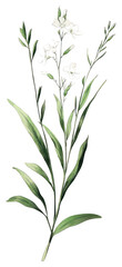 Obraz premium PNG Small plant flowers illustration botanical.