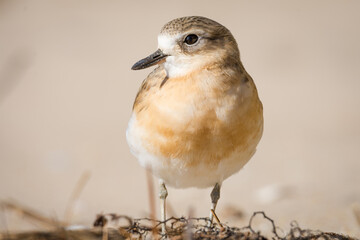 close up photo of Dotterel isolated against out of focus beach scene