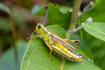Extremely detailed close up view of a Red-legged Grasshopper on a green leaf