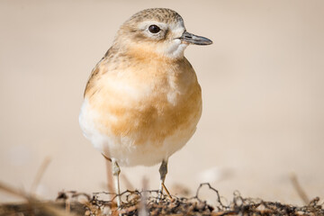 close up photo of Dotterel isolated against out of focus beach scene