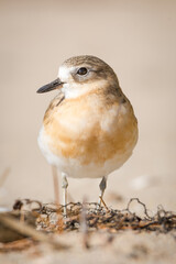 close up photo of Dotterel isolated against out of focus beach scene