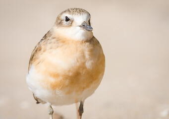 close up photo of Dotterel isolated against out of focus beach scene