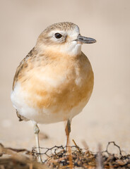 close up photo of Dotterel isolated against out of focus beach scene