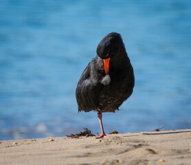 closeup of variable oystercatcher preening itself, isolated against out of focus beach scene