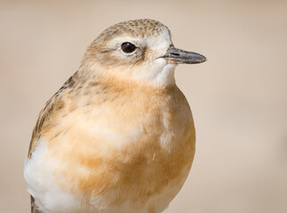 close up photo of Dotterel isolated against out of focus beach scene