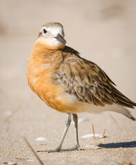 close up photo of Dotterel isolated against out of focus beach scene