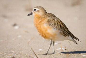 close up photo of Dotterel isolated against out of focus beach scene