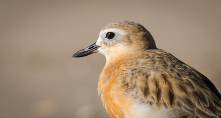 close up photo of Dotterel isolated against out of focus beach scene