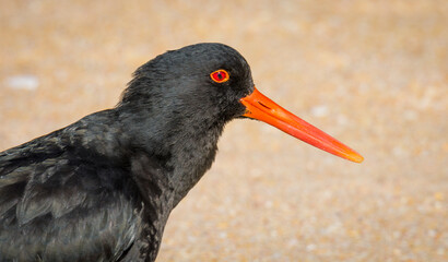 closeup of variable oystercatcher isolated against out of focus beach scene