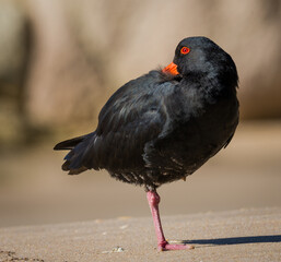 closeup of variable oystercatcher isolated against out of focus beach scene