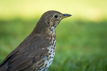 Song thrush hunting for worms and bugs on green grass
