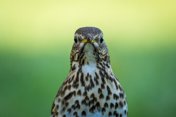Song thrush hunting for worms and bugs on green grass