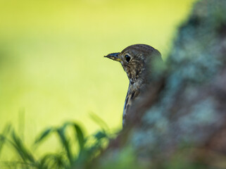 Song thrush hunting for worms and bugs on green grass