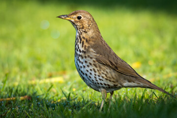 Song thrush hunting for worms and bugs on green grass