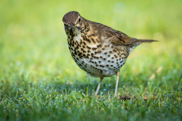 Song thrush hunting for worms and bugs on green grass