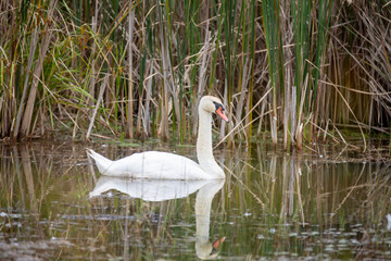Mute swans tucked away in a marsh amidst the tall foliage - in Ontario.