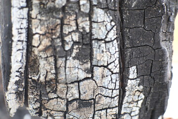 A close-up of charred wood with intricate black, gray, and ashy white patterns on its surface.