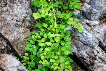 Dichondra Emerald Falls Plant with rock background