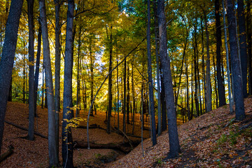 autumn forest in the morning