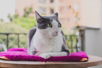 domestic white and grey cat lying on fuchsia blanket. Looking slightly to the side.