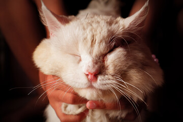 close up of a cat, person with cat,The hand holding a fat and adorable tome cat