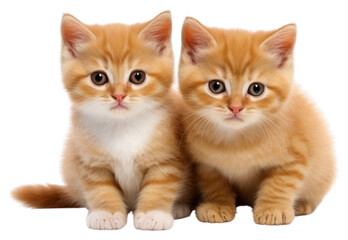 Obraz premium PNG Kittens animal mammal pet.