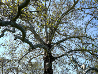 tree branches against sky
