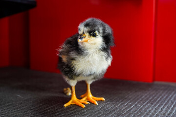 Curious baby chicken standing on the inside of a toolbox. Black and yellow chick.