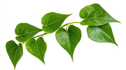 Ivy leaf curling at the tip, white isolate background