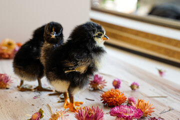 Fluffy baby Australorp chicks standing on a photography background. Dried flowers on the floor. 