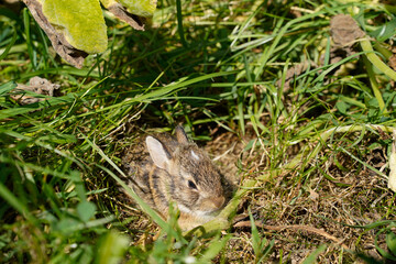 Wild baby bunny hiding in the grass in a garden.