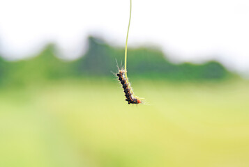 Caterpillar hanging from tree branch for eat and make silk thread, preparing to create a cocoon.
