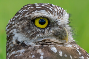 burrowing owl portrait