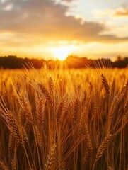 Naklejka premium Golden Sunset Over Field of Ripe Wheat
