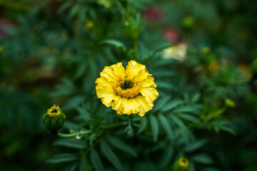 Yellow marigold flowers blooming in an outdoor flower garden.