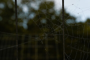 Spider web formed between the metal pieces of a garden trellis. Morning dew.