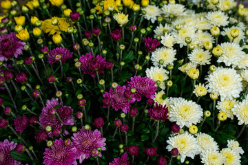 Color trio of mums. Floral background. Purple, white, and yellow flowers.