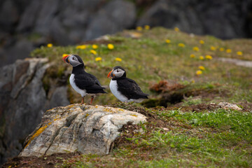 Two Atlantic puffins on rocky ground overlooking the Atlantic ocean in Elliston, Newfoundland
