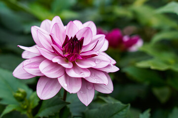 Creme de cassis dahlia plant with an isolated bloom. Growing in an outdoor garden space.